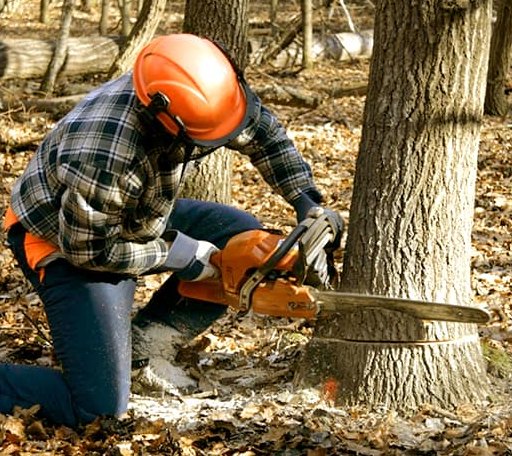 Tree Removal in Tilly, AR